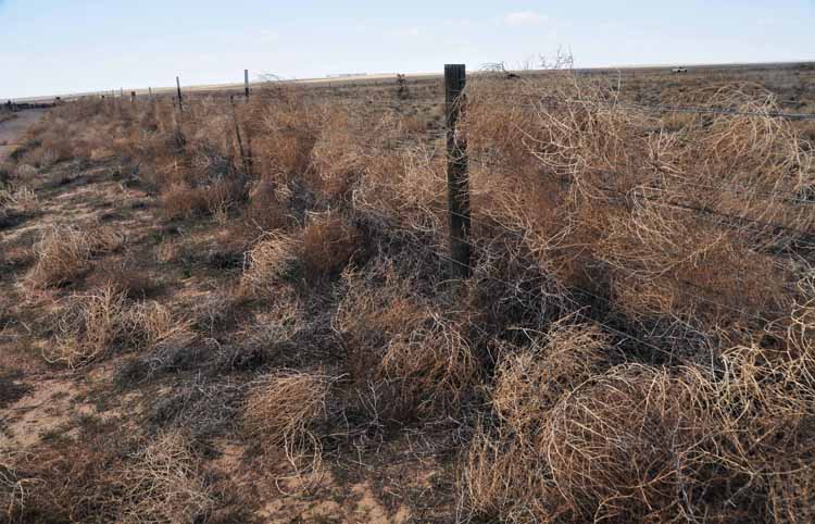 tumbleweed